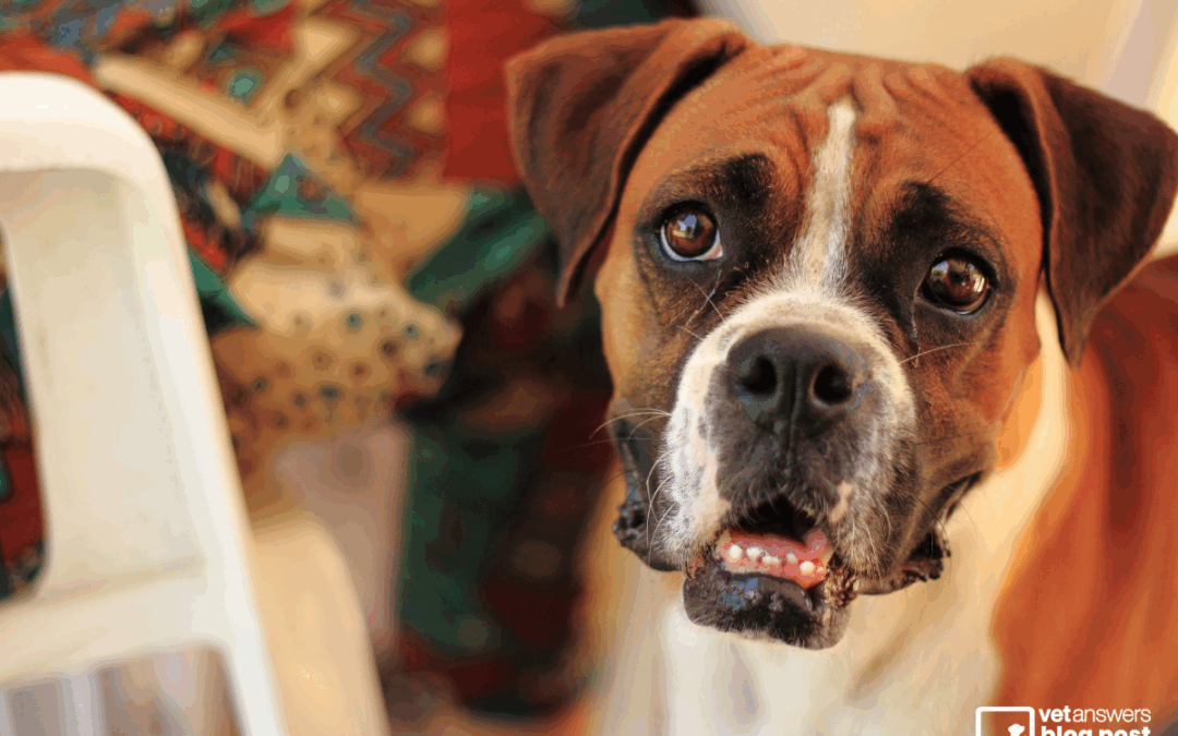Brain Tumours in Dogs. What a headache!